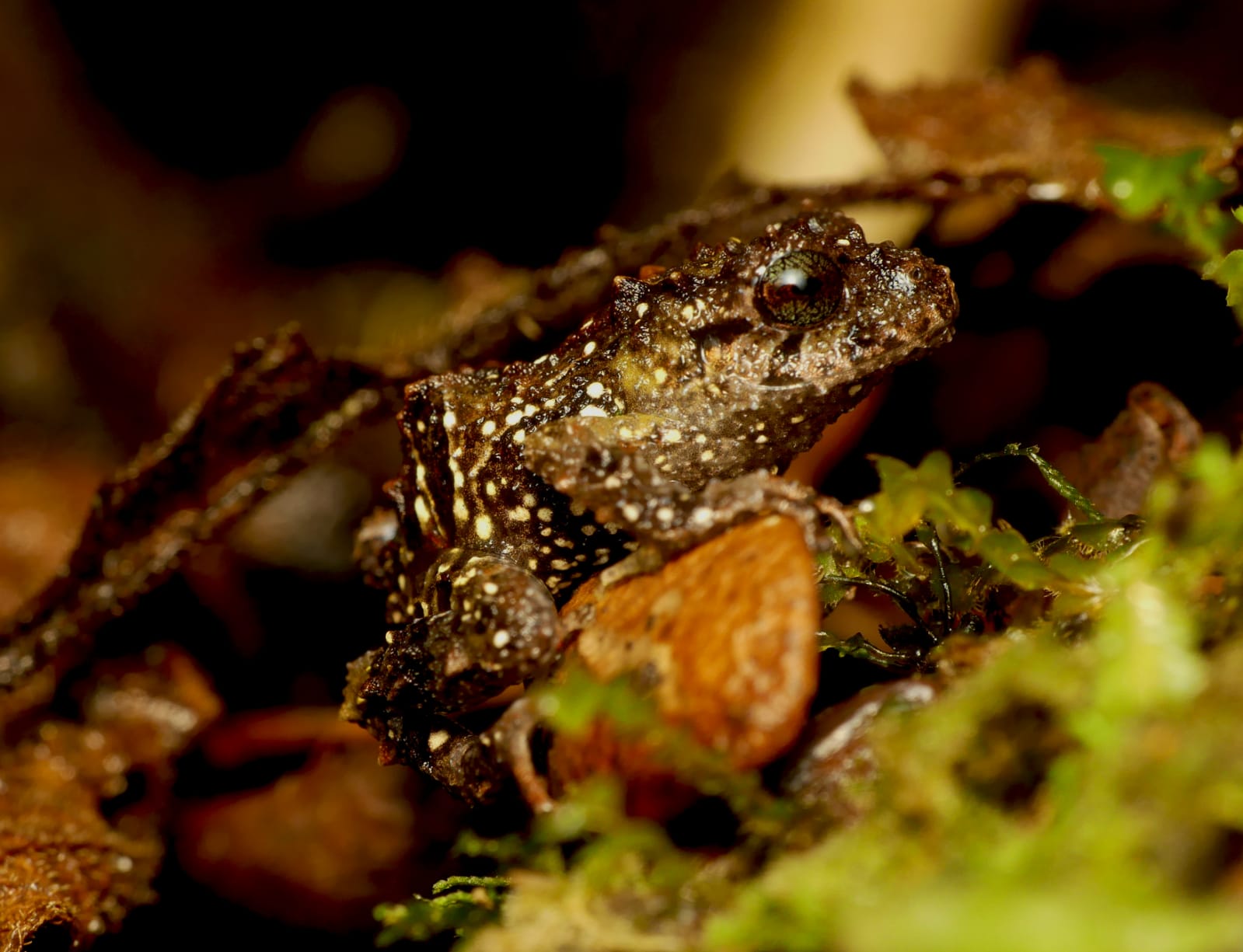 Pristimantis normaewingae